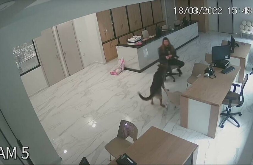 Камера наблюдения в офисе сняла, как собака катала хозяйку на кресле