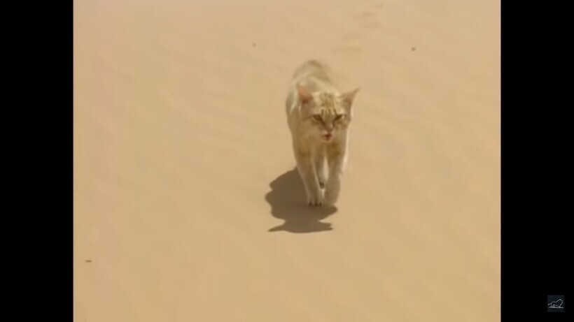 Песчаный кот сражается с пустынной змеей