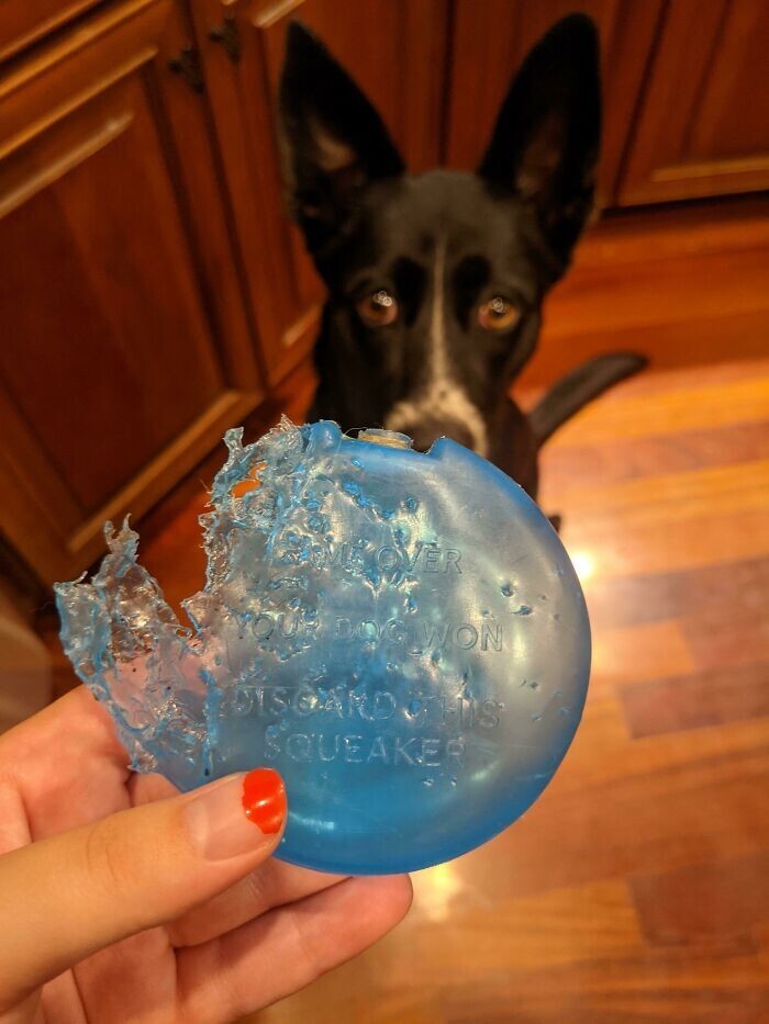 2. "Моя собака вытащила пищалку из своей игрушки. На ней написано: «Игра окончена. Ваша собака выиграла»"
