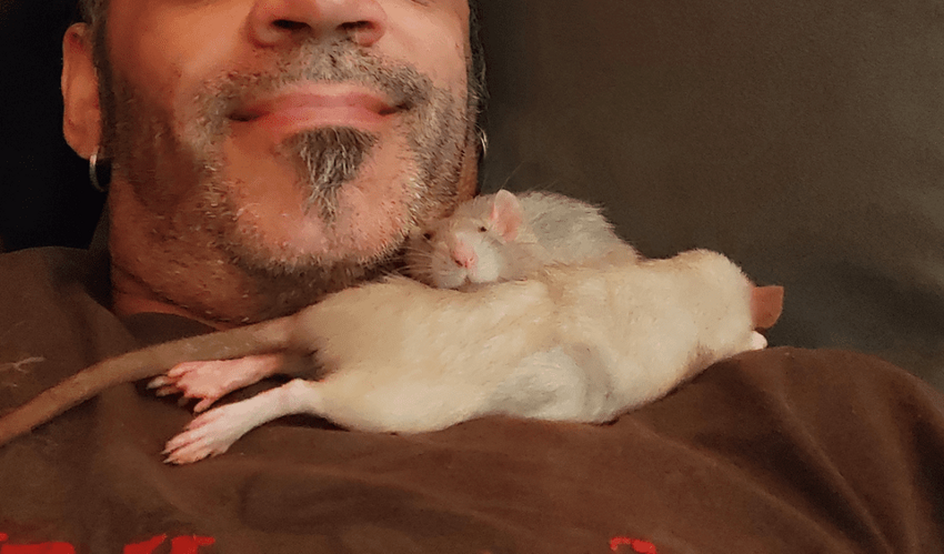 Крысы — источник умиления и радости
