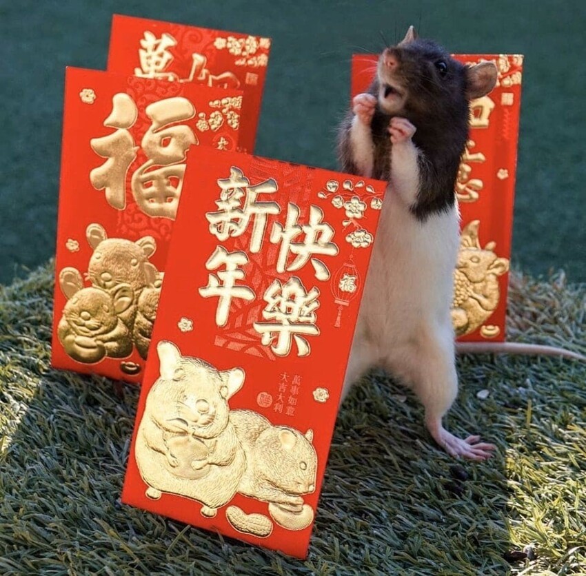 Крысы — источник умиления и радости