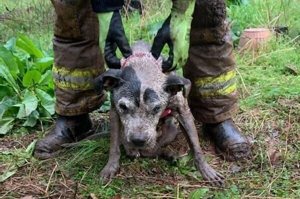 Спасатели сумели вызволить собаку, застрявшую в трубе ливневой канализации