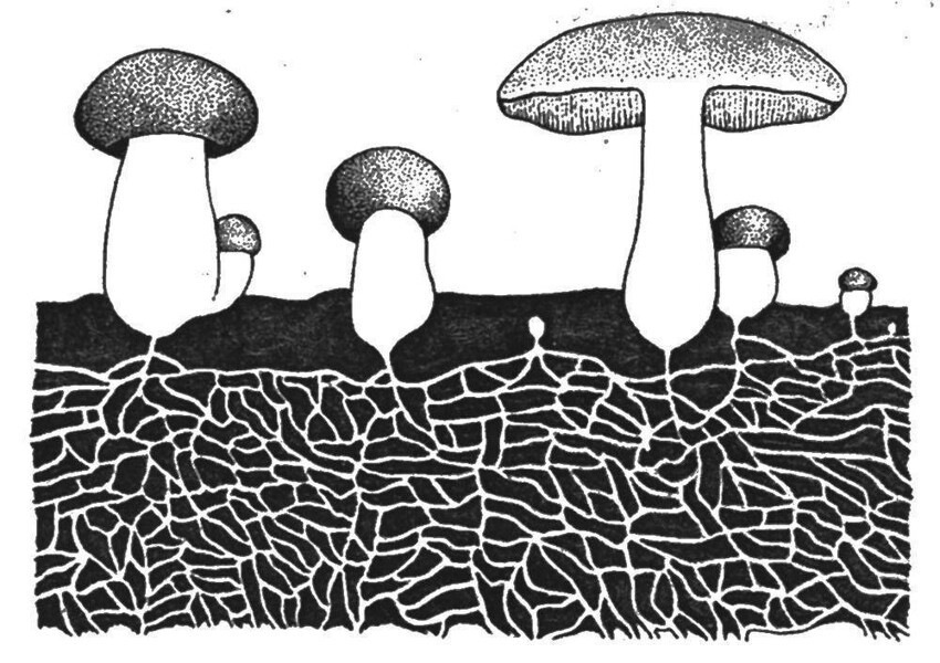 Скажи мне что-нибудь на грибном: ученые выяснили, как общаются грибы