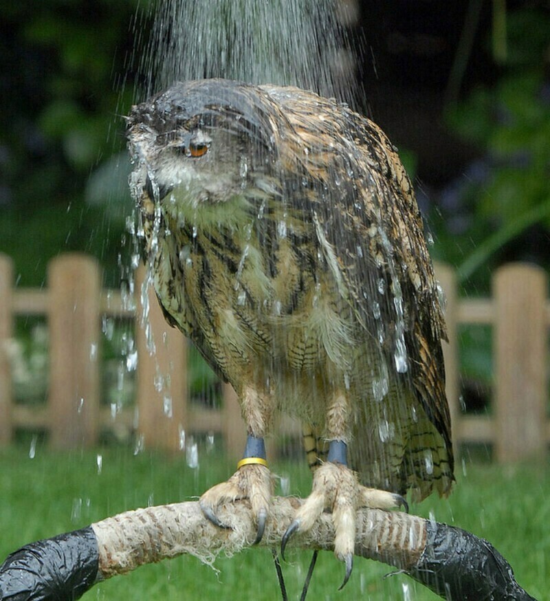 17 забавных снимков, как выглядят мокрые совы и почему они не умеют летать под дождем