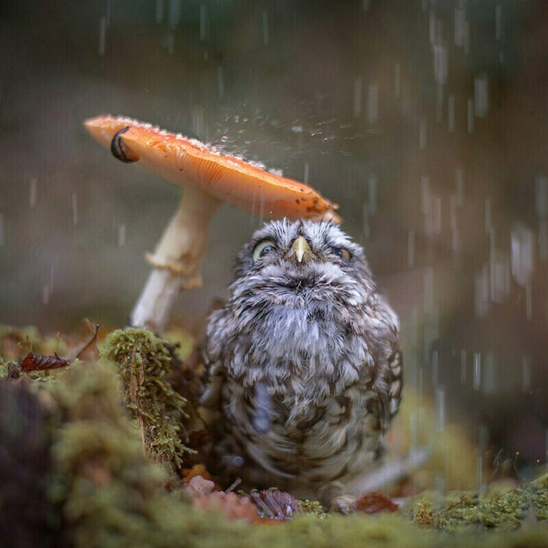17 забавных снимков, как выглядят мокрые совы и почему они не умеют летать под дождем