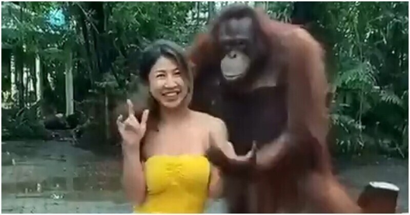 Орангутан по достоинству оценил грудь женщины