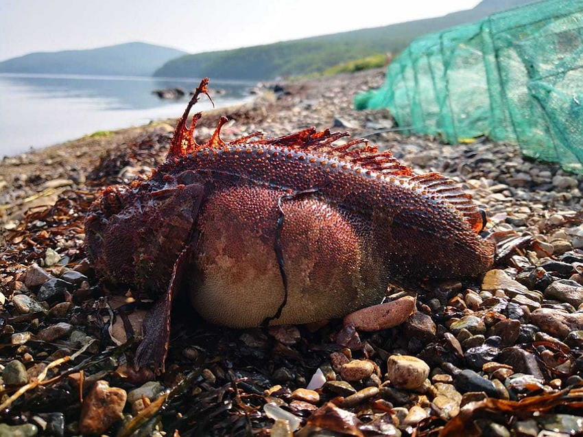 Морская ворона: Камчатский аналог знаменитой рыбе фугу. Находясь на волосок от смерти, она начинает неистово пожирать всё вокруг