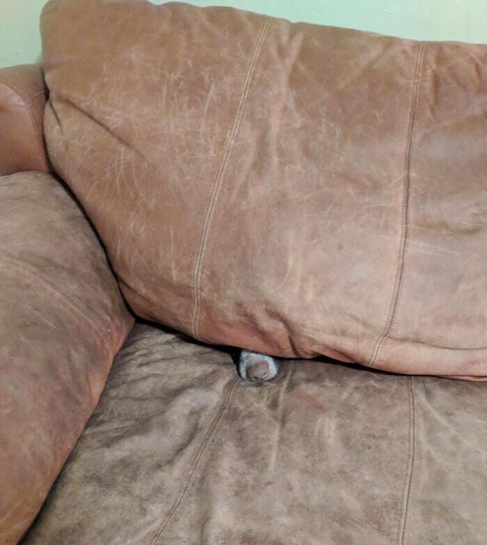 "Мой пёс обожает прятаться в диване"