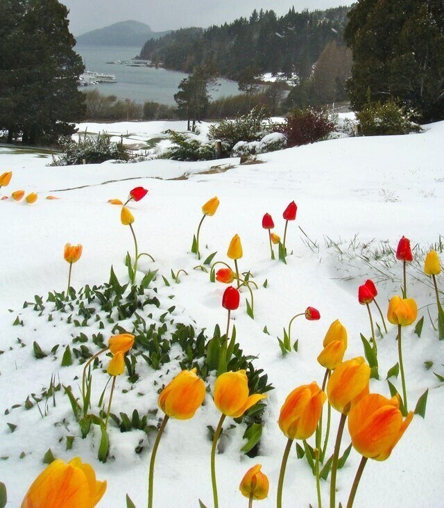 Тюльпаны в снегу, в озёрном крае Патагонии