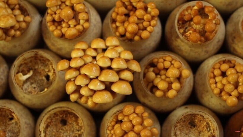 Самые необычные грибные фермы — зачем китайцы выращивают русский трутовик