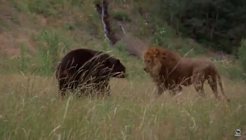 Медведь против льва — кто сильнее: битвы животных, снятые на видео