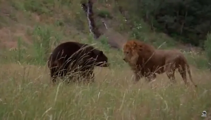 Лев против медведя. Лев против медведя бой животный мир. Лев против медведя Ари. Торкелль против медведя.