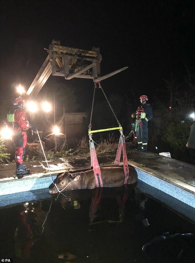 Жители частного дома увидели в своём бассейне бычка