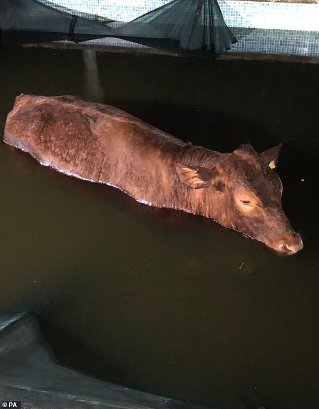 Жители частного дома увидели в своём бассейне бычка