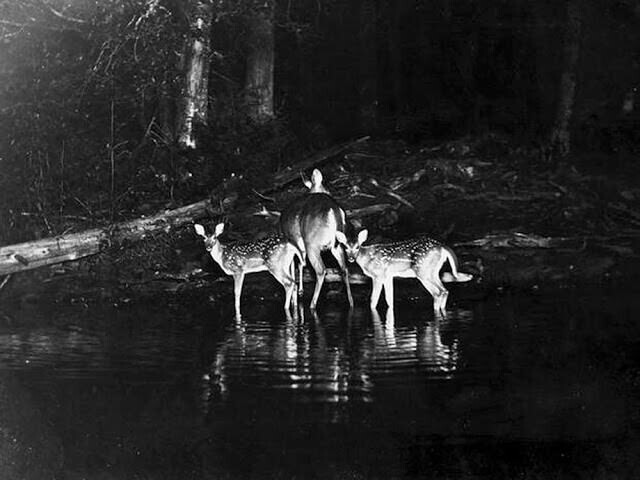 33. Первая фотография животных, сделанная ночью энтузиастом дикой природы Джорджем Ширасом, ок. 1906 г.