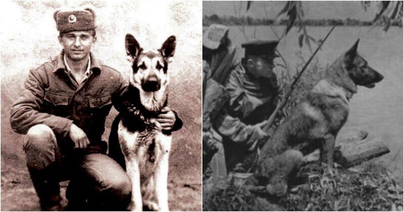 Собаки-герои на полях сражений ВОВ
