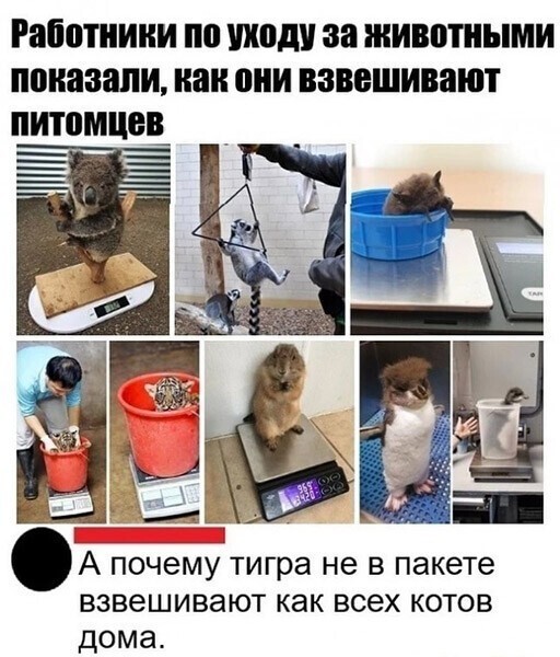 Смешные и познавательные картинки