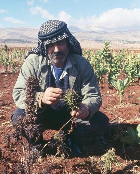 Ливанский фермер выращивает марихуану, для переработки в гашиш. Ливан 1969 г.