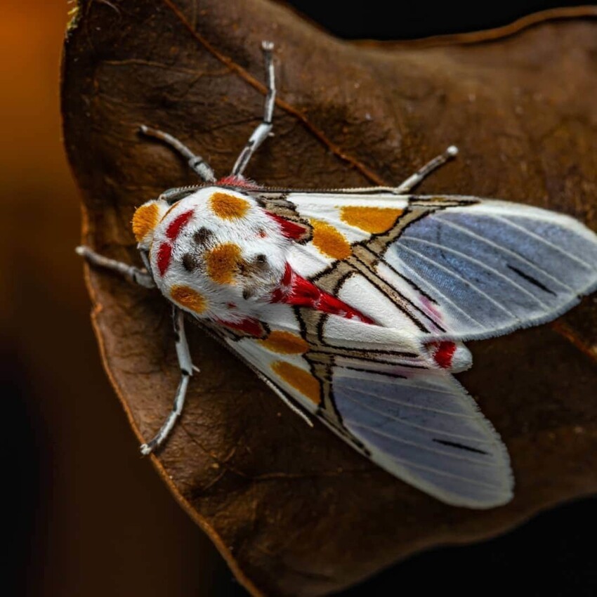 17 диковинных насекомых, создавая которых природа переплюнула саму себя