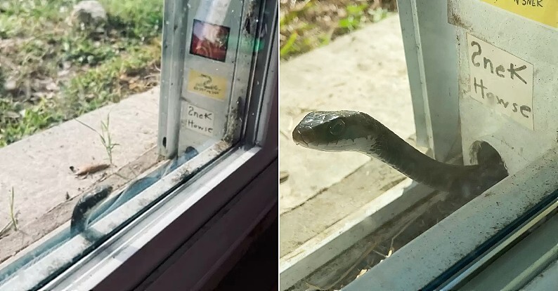 Девушка спасла застрявшую в окне змейку