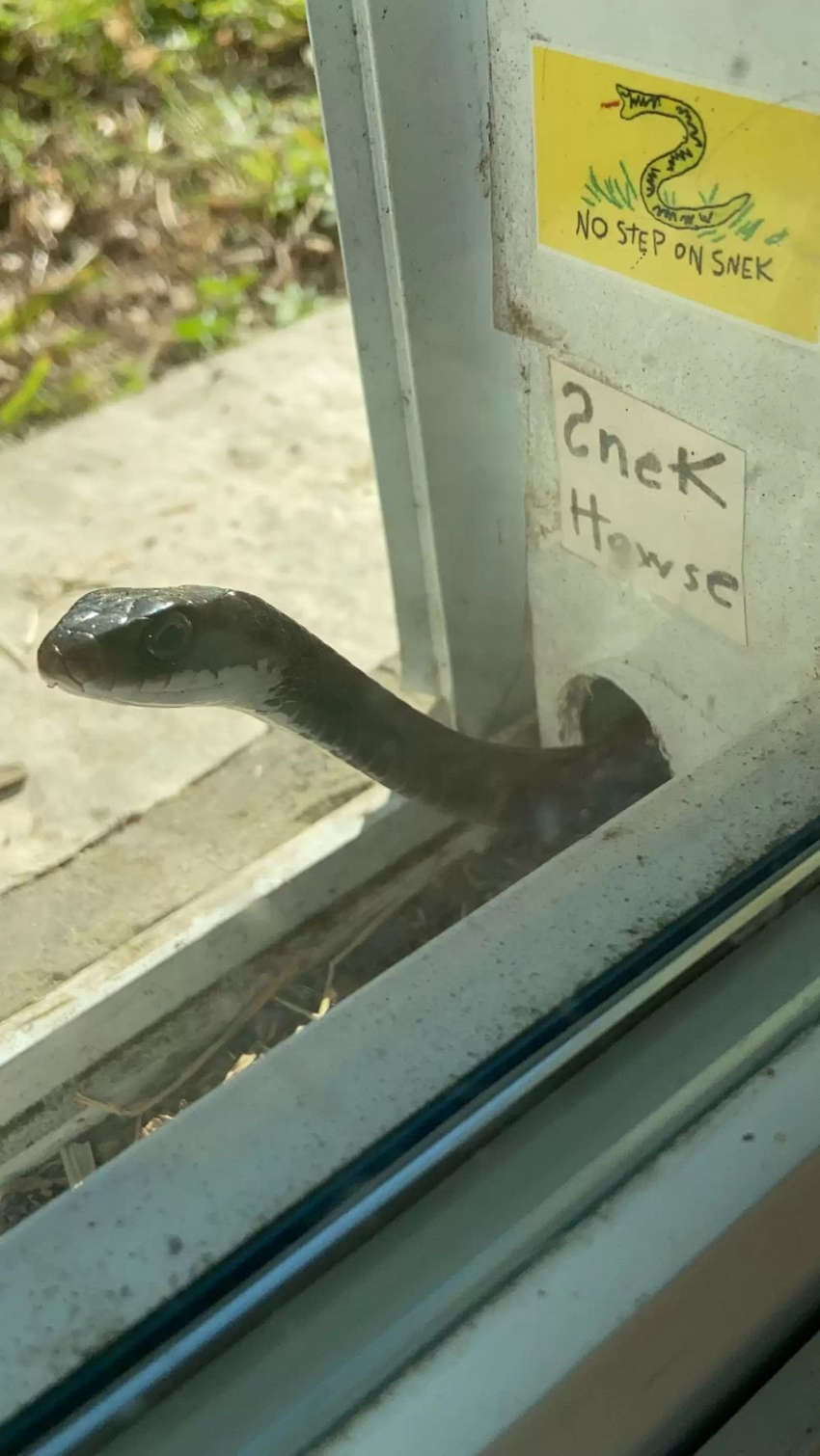 Девушка спасла застрявшую в окне змейку