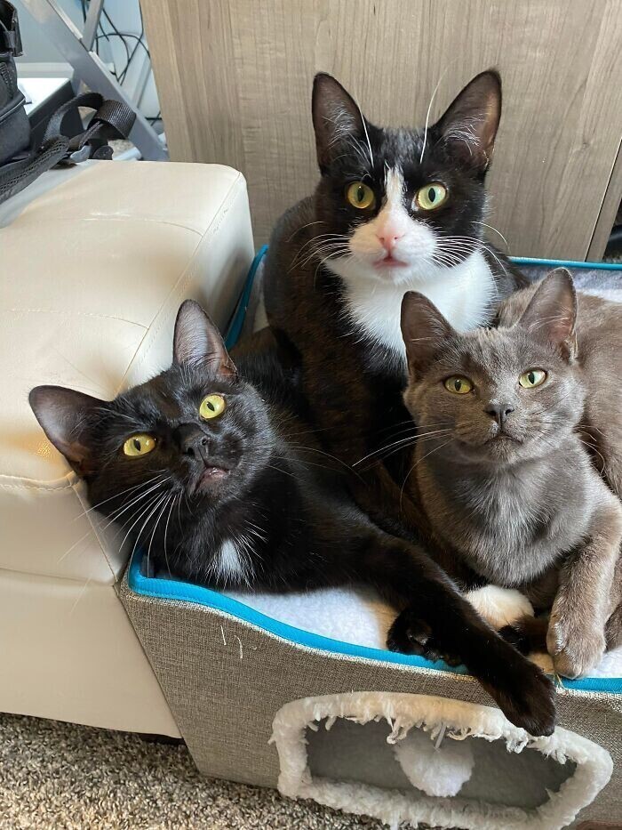 Прохожие заметили трёх тощих кошек, которые собирали объедки