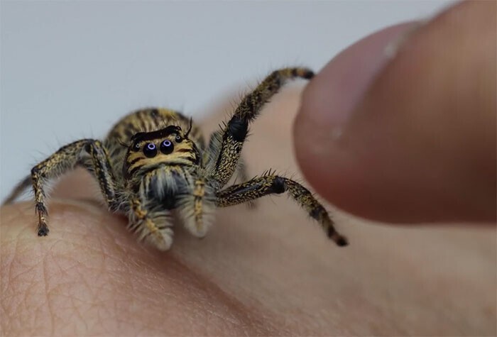 "Никогда не встречал такого дружелюбного паука!"
