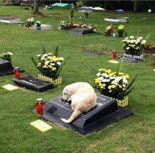 6. Фейк: "Собака спит на могиле своего хозяина каждую ночь в течение 7 лет"