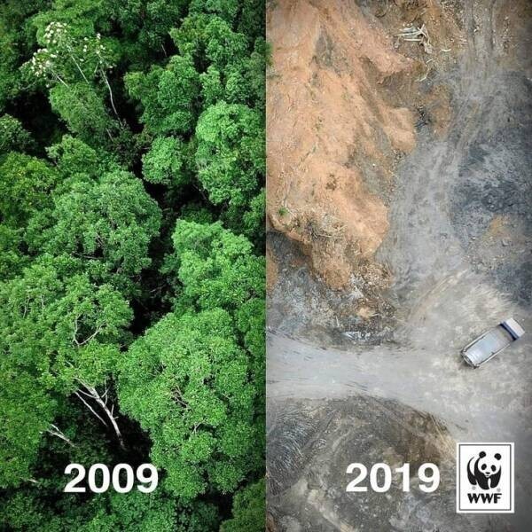 1. Фейк: "Что случилось с тропическим лесом за 10 лет"