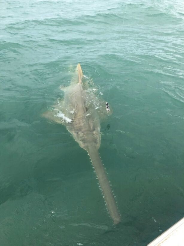 Рыбак хотел поймать акулу, но наткнулся на редкую рыбу