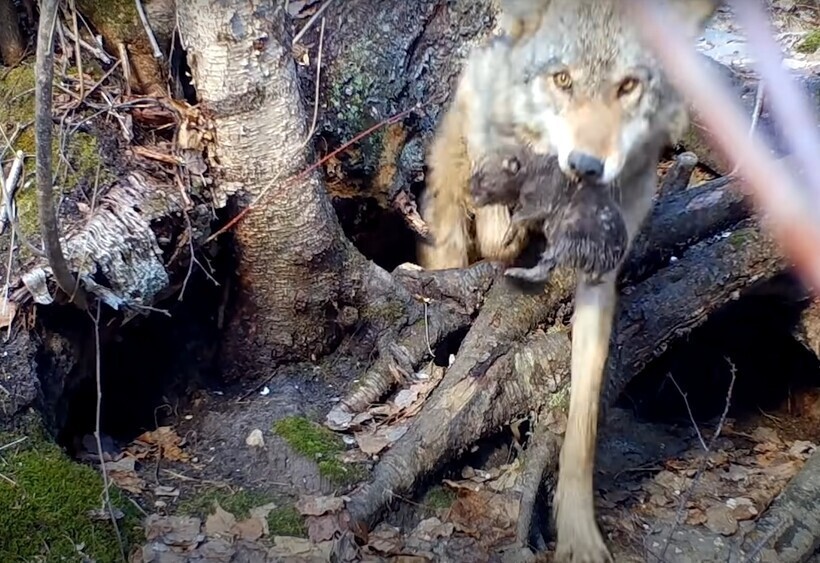 Волчица спасала семерых щенков из затопленного логова