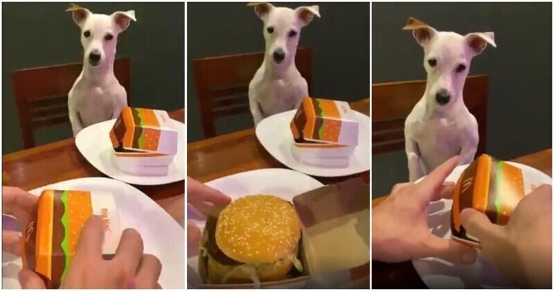 Крушение надежд: реакция пса на маленькую порцию еды