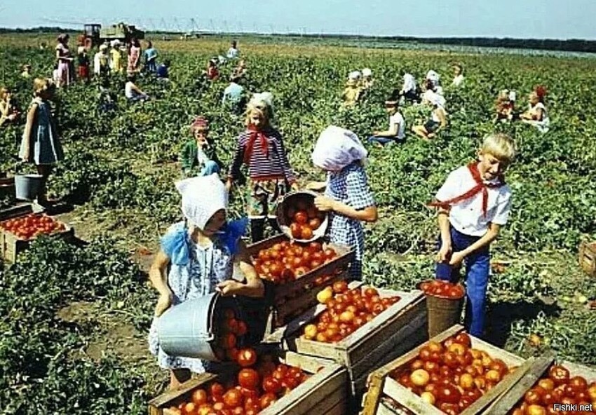 Сбор томатов