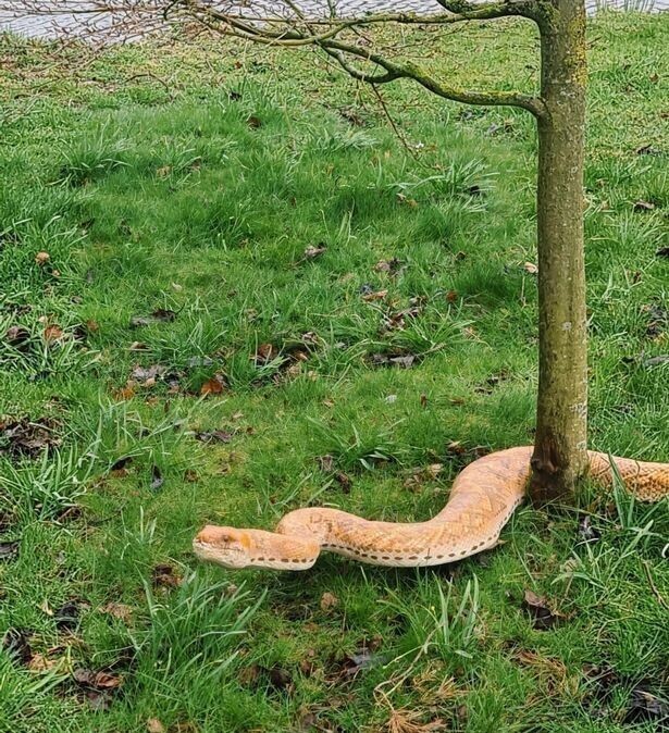 Гигантская змея распугала туристов из ботанического сада