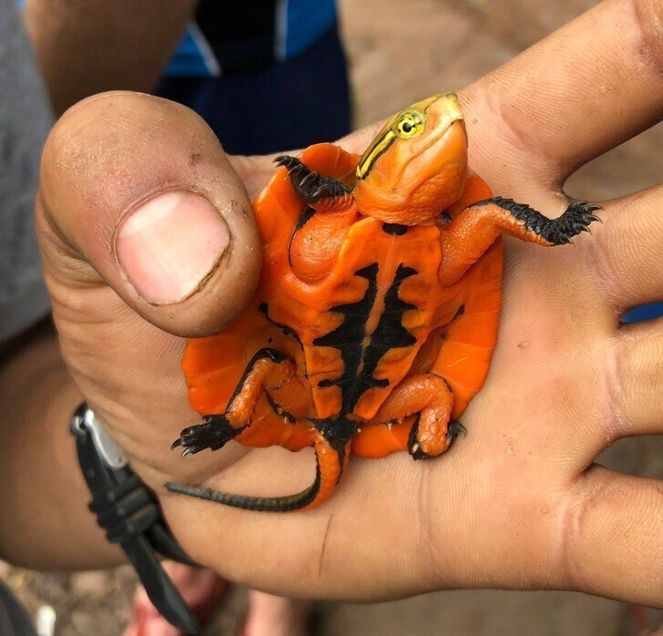 Оранжевая черепашка, которую нашли во Вьетнаме