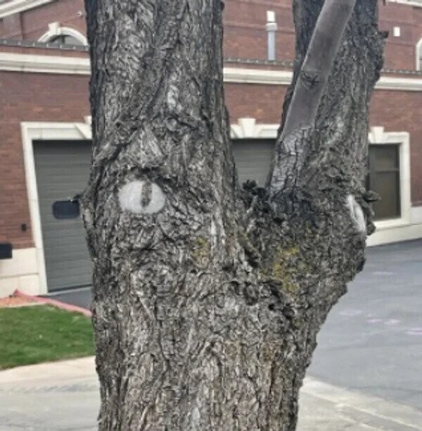 Дерево следит за тобой