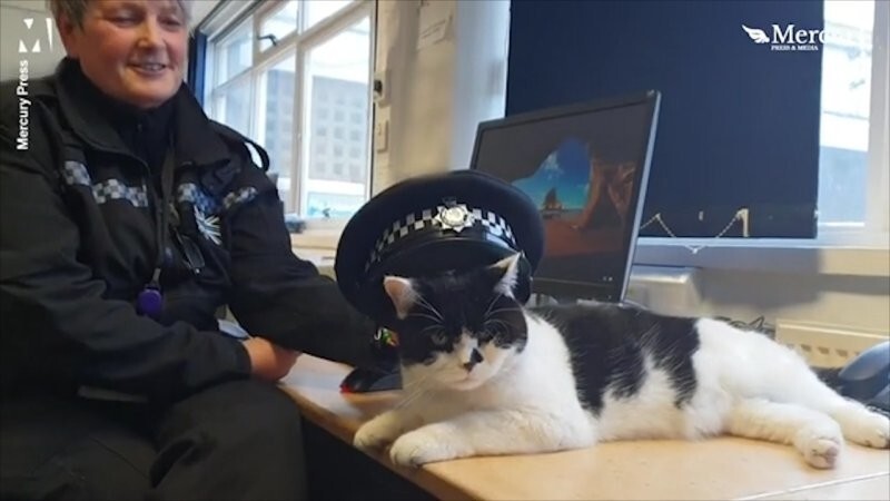 Кот, оставшийся без дома, получил приют и работу в полицейском участке