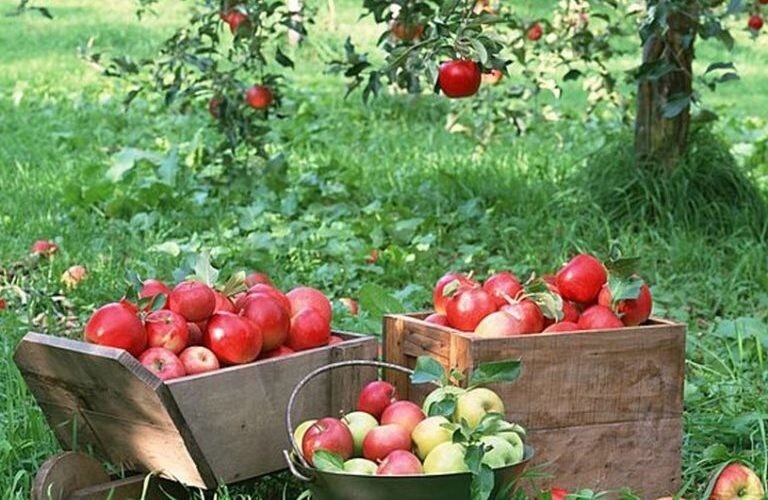 Посадка яблони в Подмосковье весной: полезные рекомендации