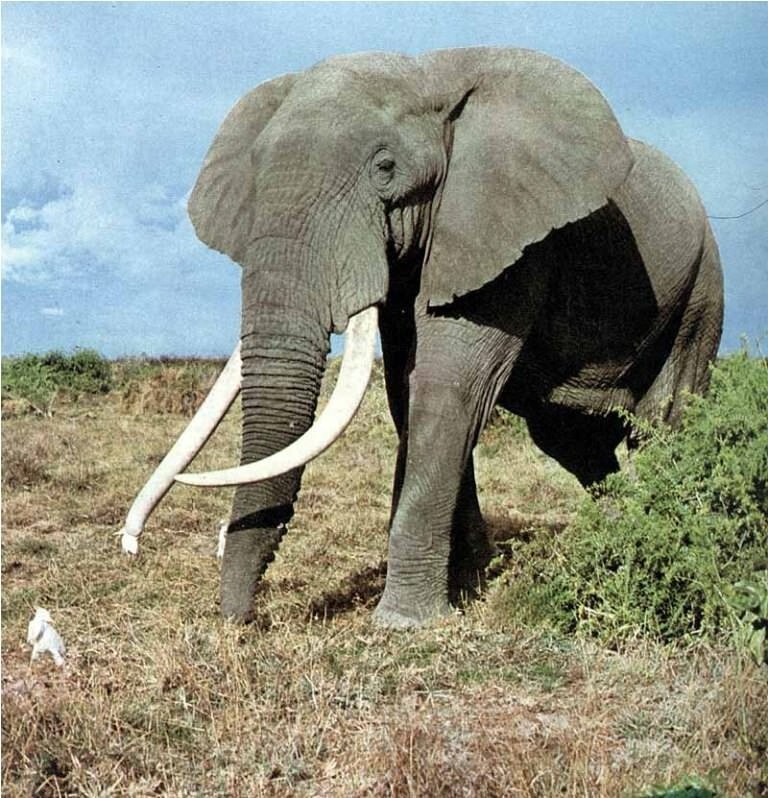 В слоне (в зависимости от веса) от 470 до 750 литров крови