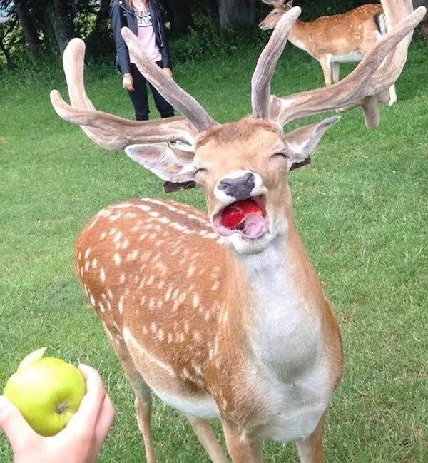 17. «Никогда не видел, чтобы кто-то с таким удовольствием ел яблоки»