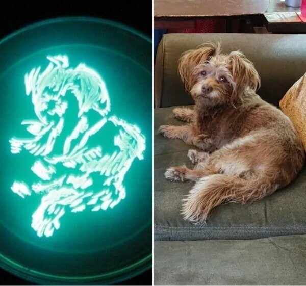 "Я нарисовала портрет своей собаки биолюминесцентными бактериями"