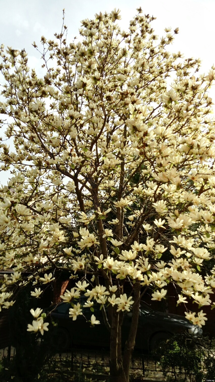 Один раз в год, весной, это дерево - королева магнолий - становится вот таким