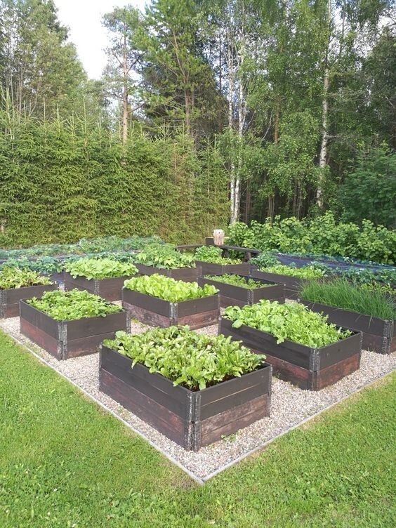 Огородное совершенство: 20 овощных клумб для тех, кто уважает посадки и выращивание