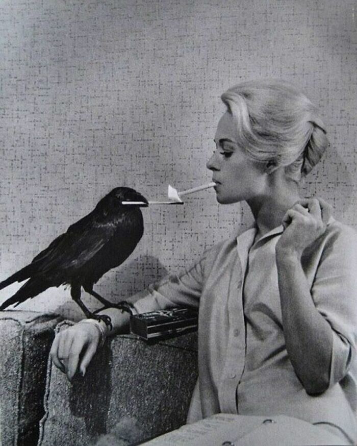 12. Ворона дает прикурить Типпи Хедрен на съемках фильма Альфреда Хичкока "Птицы", 1963 г.