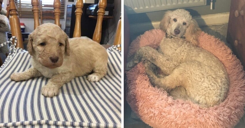 18 фотографий до и после того, как милые щеночки превратились в шикарных собачищ