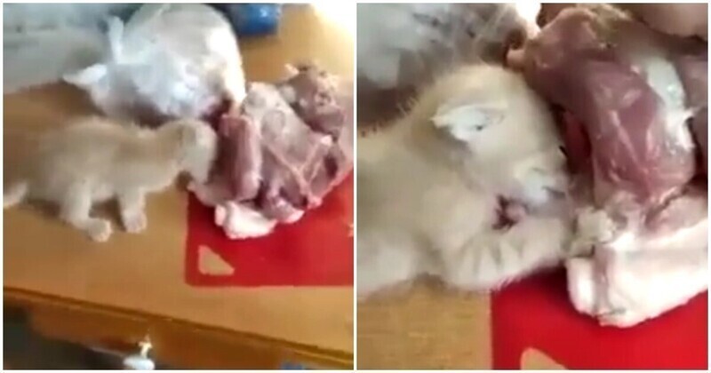 Честная добыча: котёнок вцепился в кусок мяса