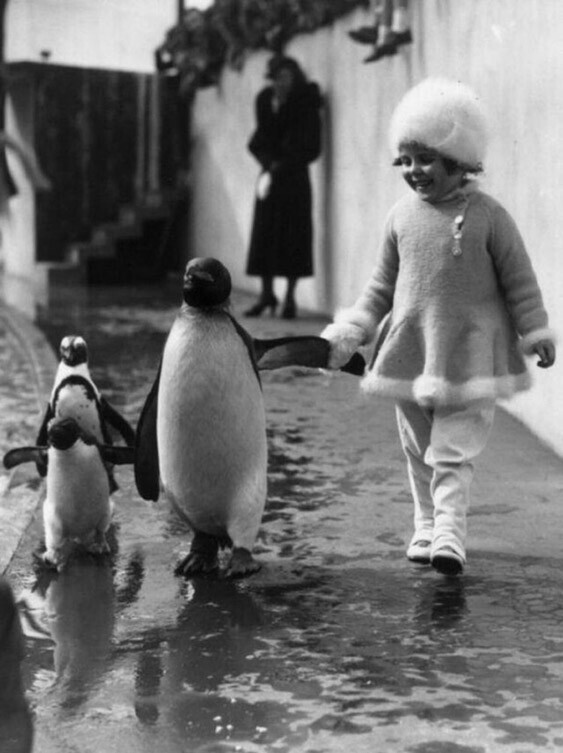 Маленькая девочка держит за ласту пингвина во время совместной прогулки по Лондонскому зоопарку, 1937 год