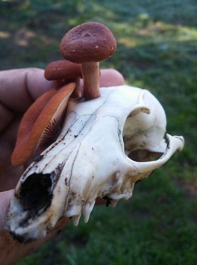 15 фотографий необычных грибов, которые смогут вас удивить