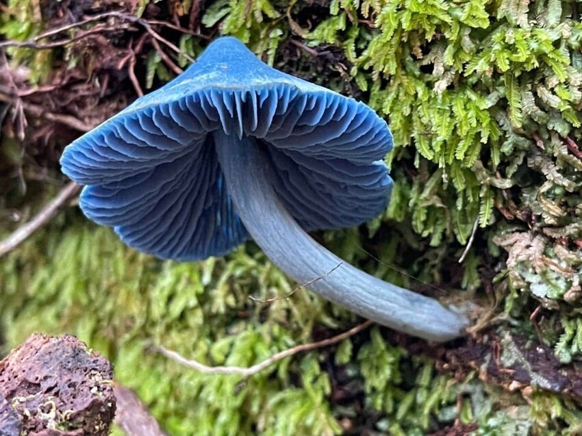 15 фотографий необычных грибов, которые смогут вас удивить