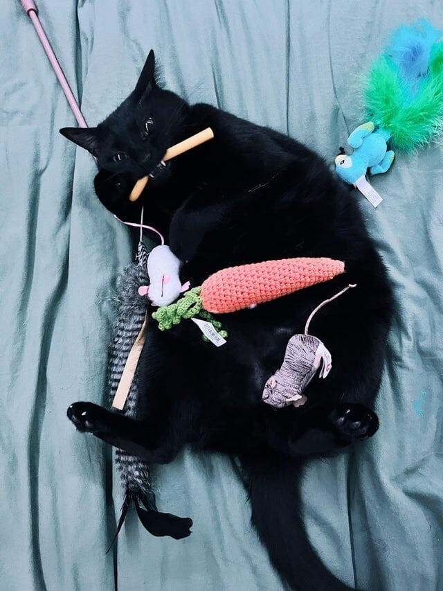 18 фотографий чёрных котов — милых, крутых, забавных и приносящих в дом только радость